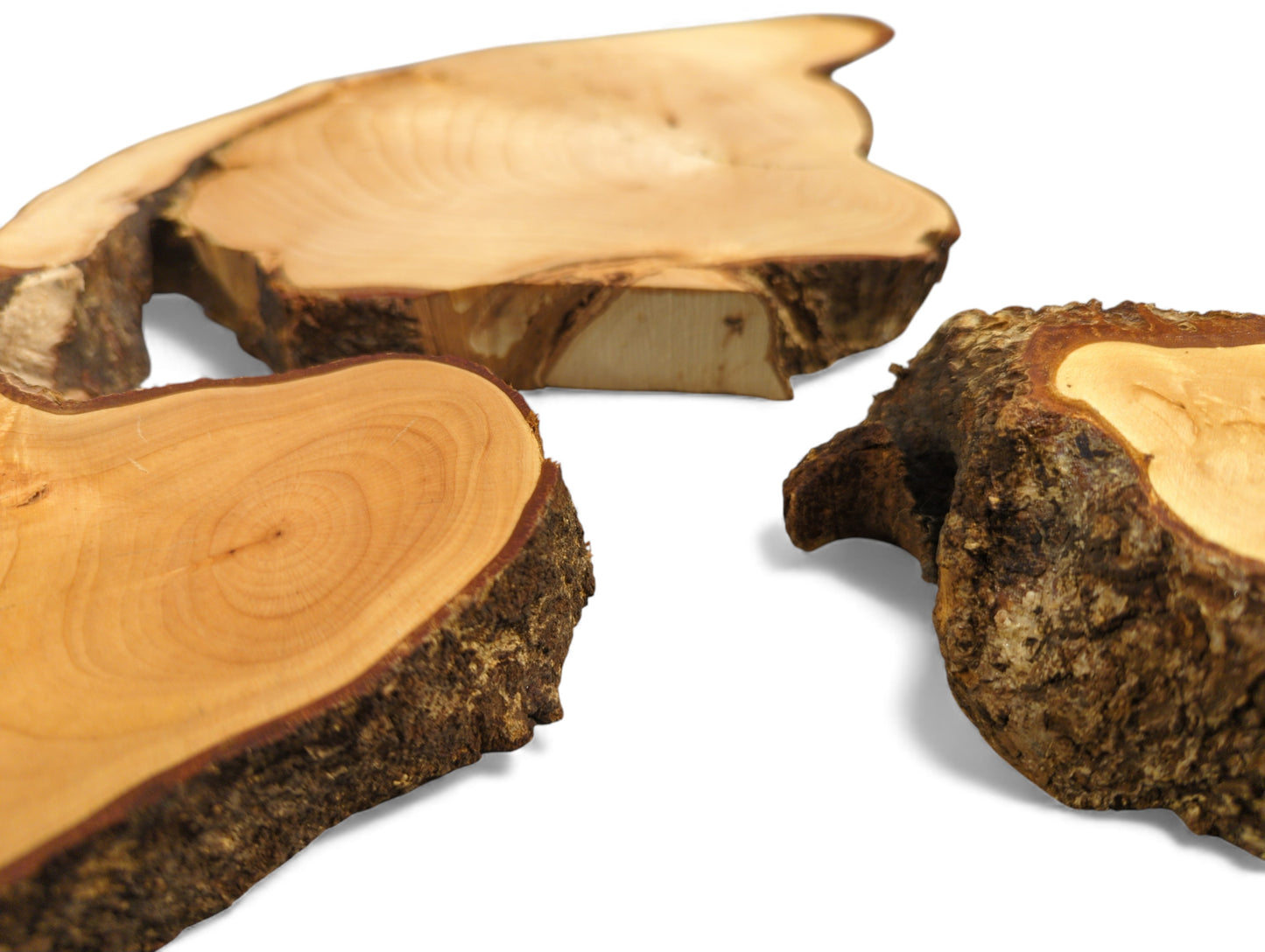 Multiple light-toned linden root wood slices display distinct growth rings and textured dark bark edges.