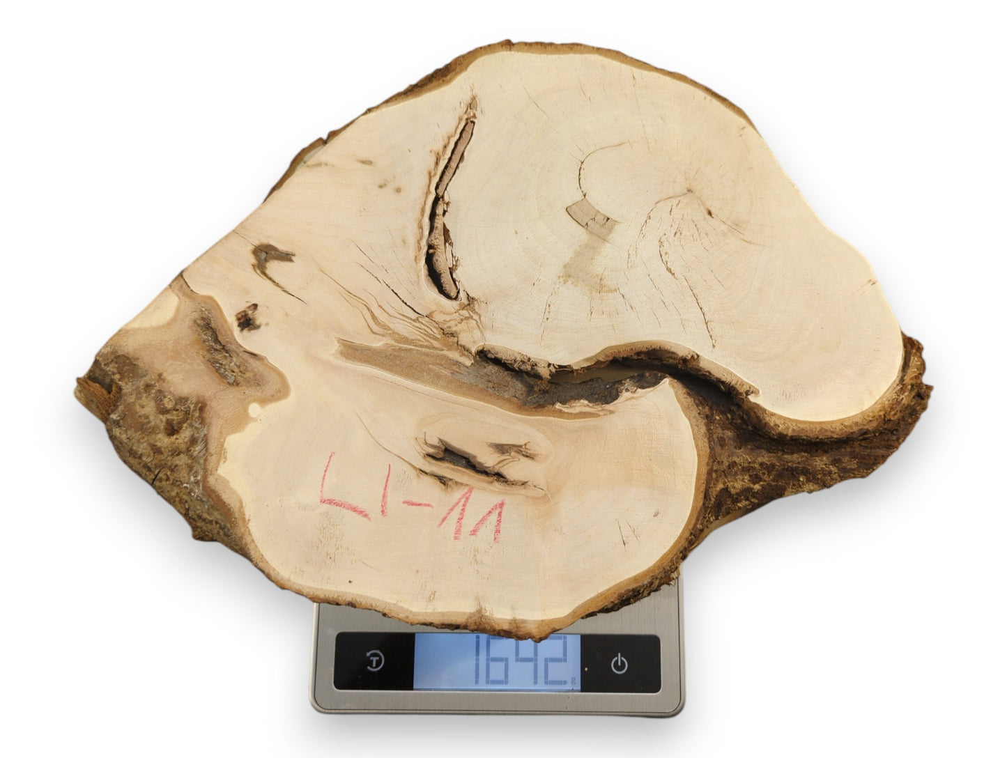 Irregularly shaped pale linden root wood slice, with bark and central void, on a scale showing 1642.
