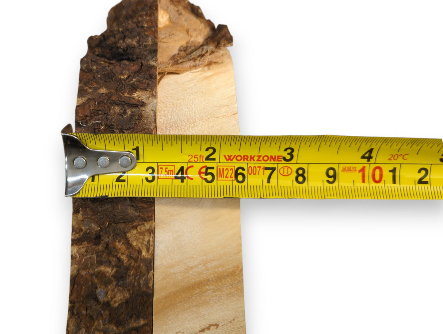 Untreated linden root wood slice displaying rough bark and smooth wood, measured by a yellow tape.