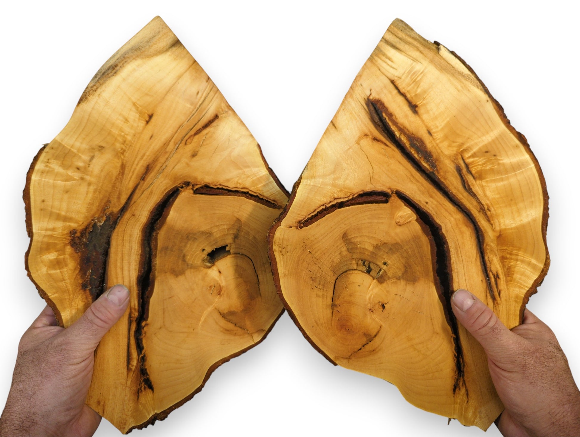 Hands hold two bookmatched linden root wood slices, featuring light brown color, natural bark, and dark grain.