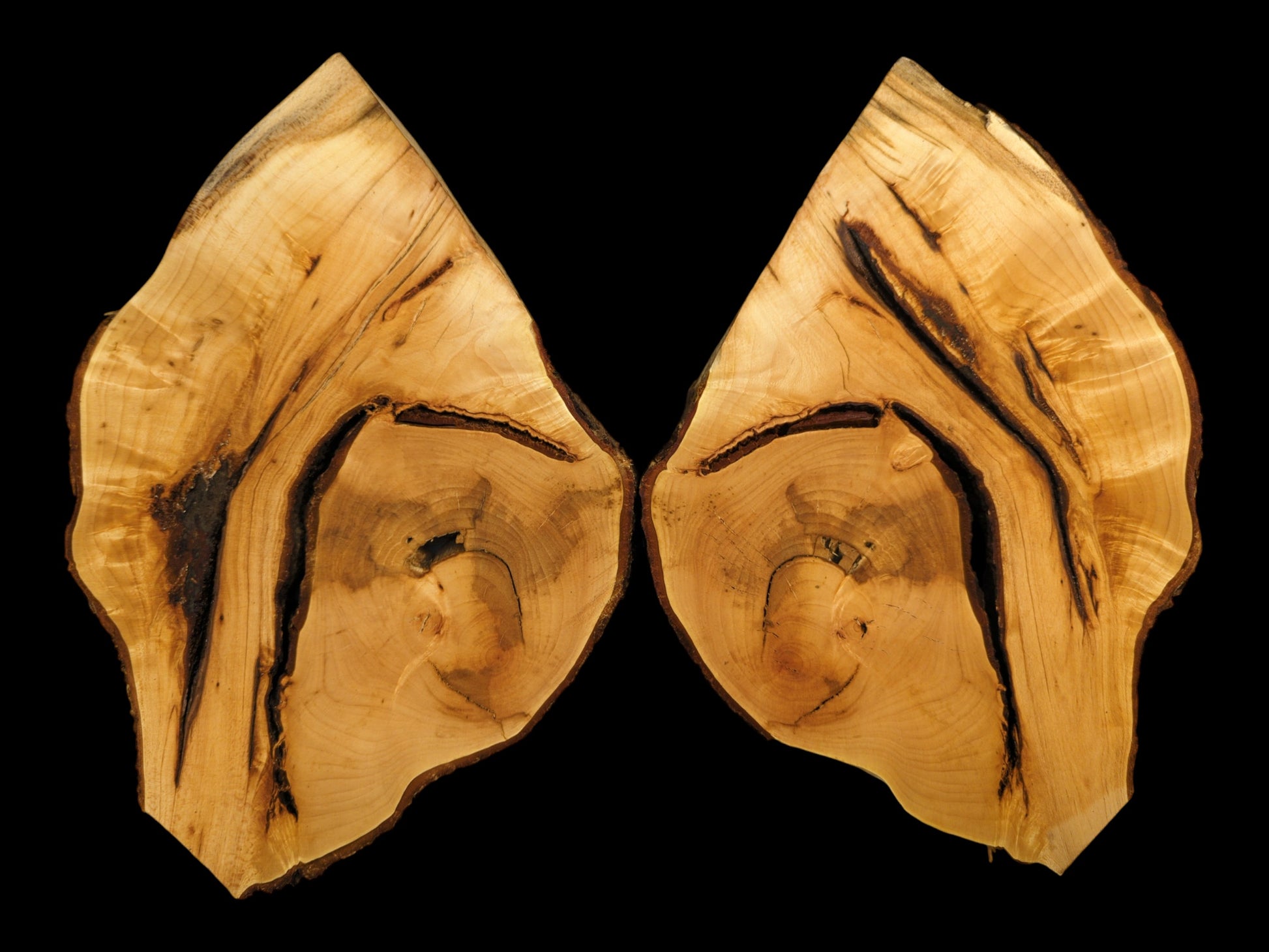 Linden root wood slices, bookmatched and light brown, feature dark, intricate grain and natural bark.