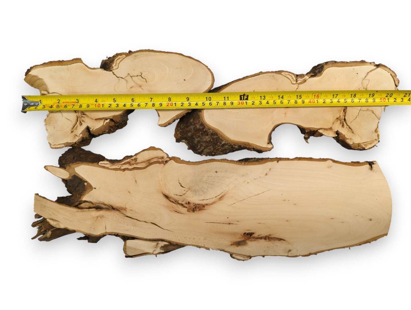 A yellow measuring tape spans three light brown linden root wood slices with dark bark.