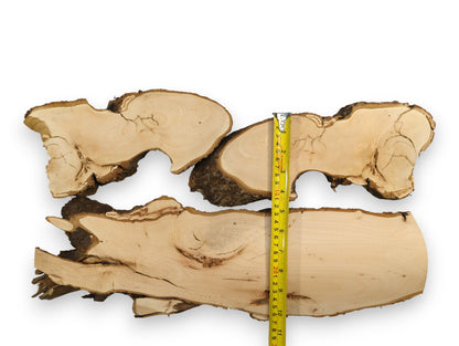 Three light yellowish-brown linden root wood slices, with dark bark edges, measured by a yellow tape.