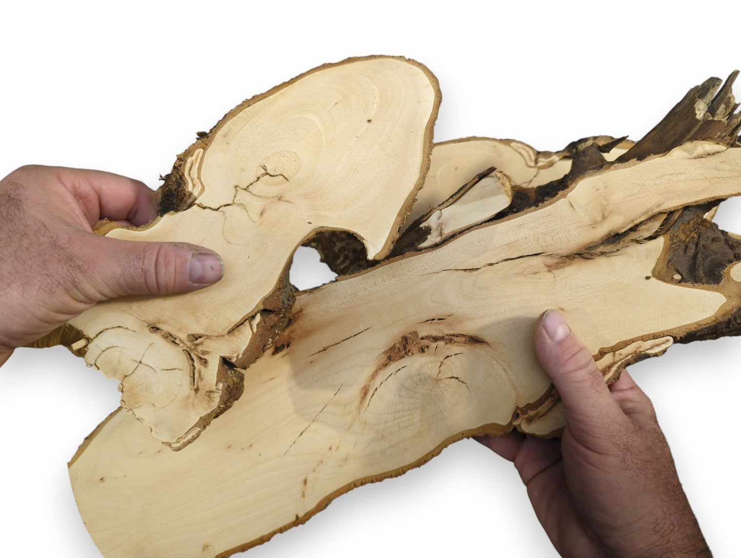 Hands hold three light-colored, irregularly shaped linden root wood slices with natural dark bark.