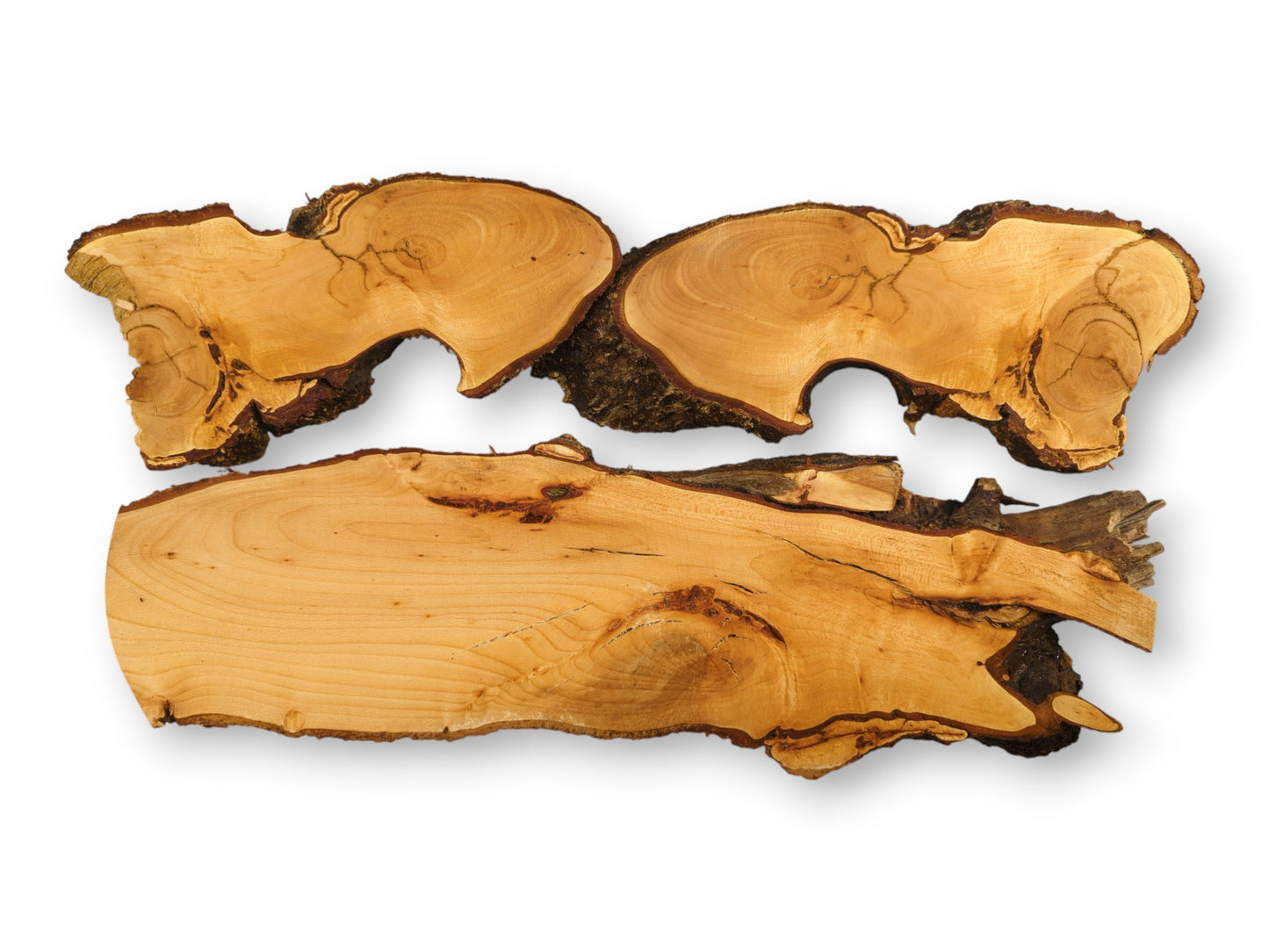 Untreated linden root wood slices (three pieces), light brown, with smooth surfaces and dark bark.