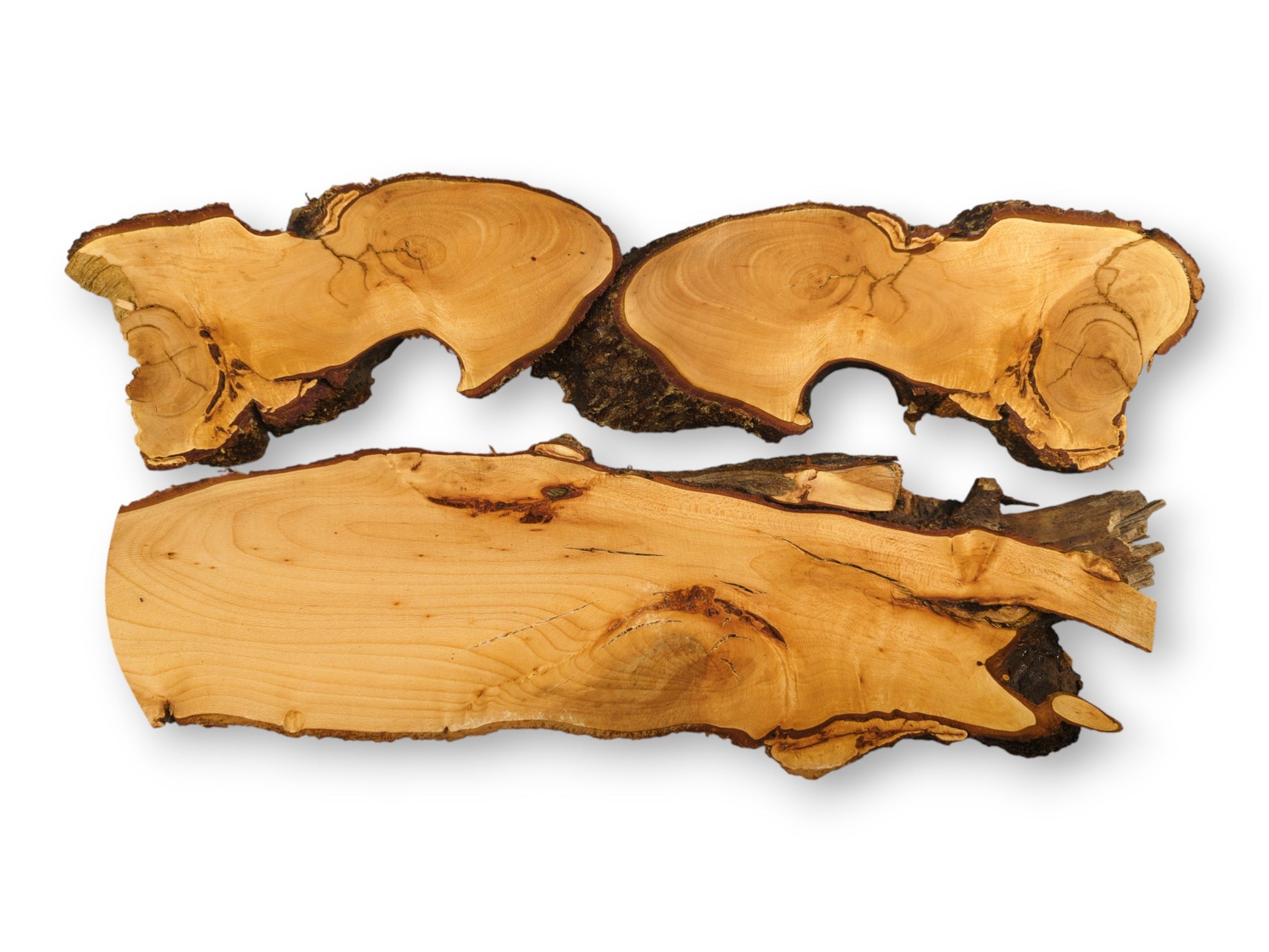 Untreated linden root wood slices (three pieces), light brown, with smooth surfaces and dark bark.