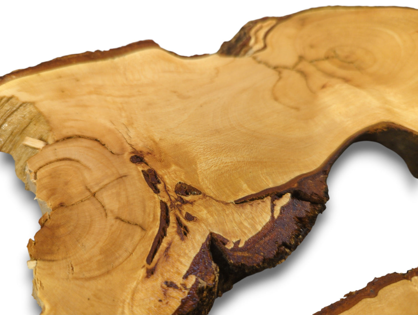 Smooth, light brown linden root wood slice featuring natural growth rings and irregular dark bark edges.