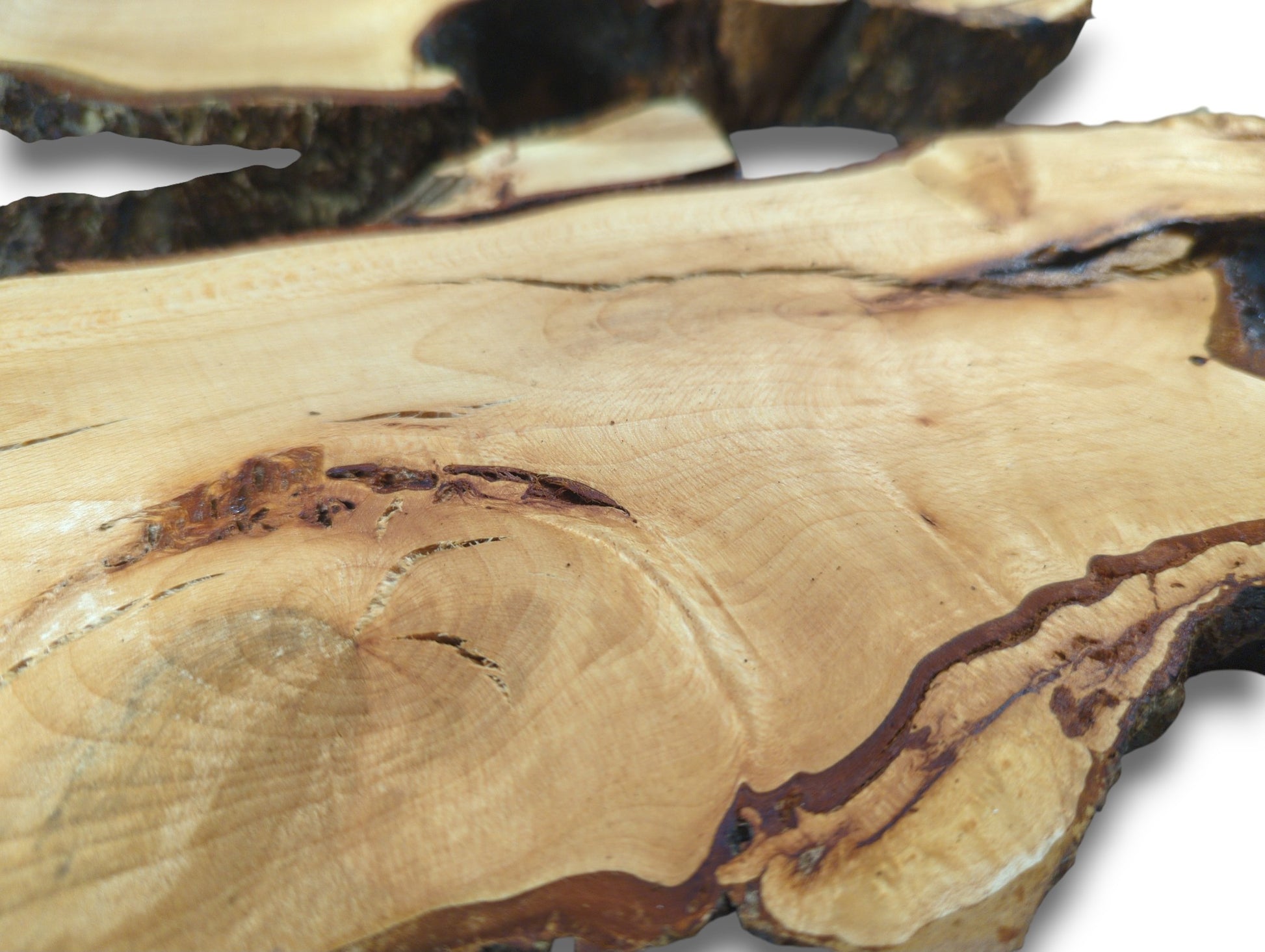 Close-up image of a light yellowish-brown linden root wood slice, showing grain, cracks, and dark bark.