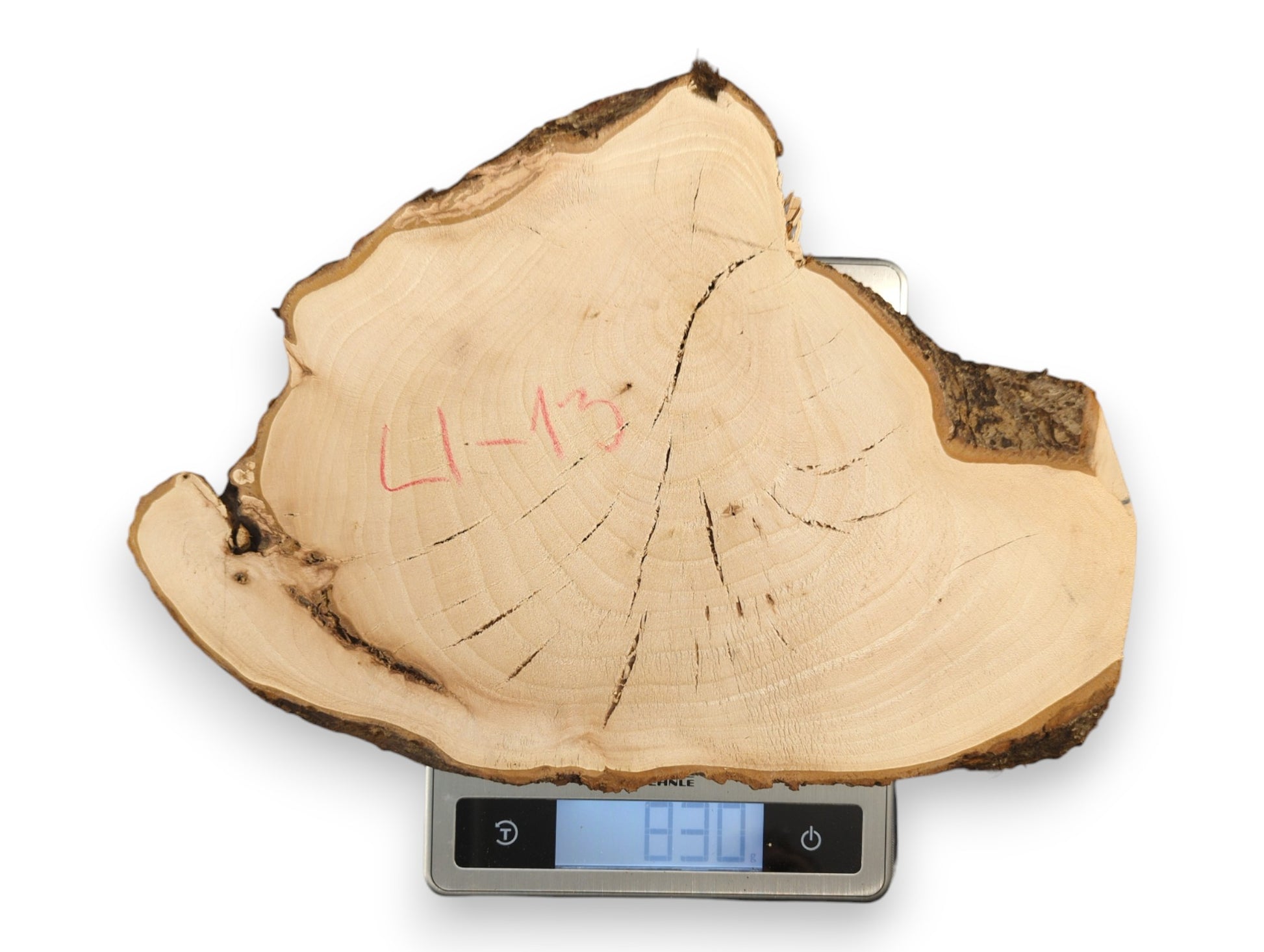 Irregular light linden wood slice, with red "L-13", dark bark, cracks, weighing 830g on a scale.