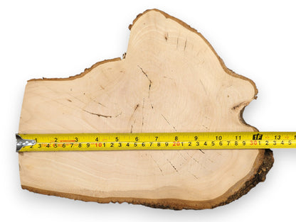 Light brown linden/lime root wood slice with natural bark edge, visible rings, and a yellow tape measure.