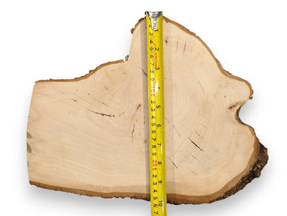 A light-colored linden root wood slice with dark bark and a vertical yellow tape measure.