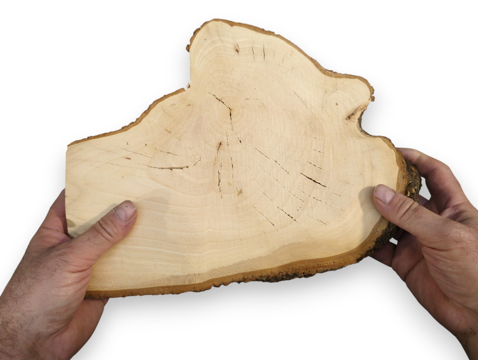 Light-colored, irregularly shaped linden root wood slice featuring live edge bark, growth rings, and cracks.