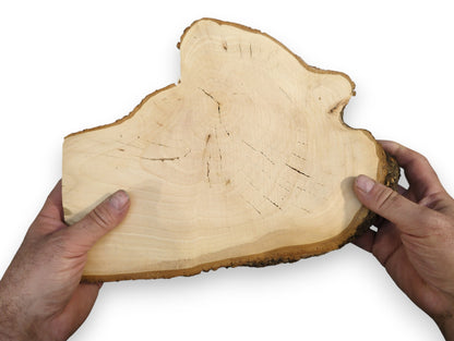 Light-colored, irregularly shaped linden root wood slice featuring live edge bark, growth rings, and cracks.