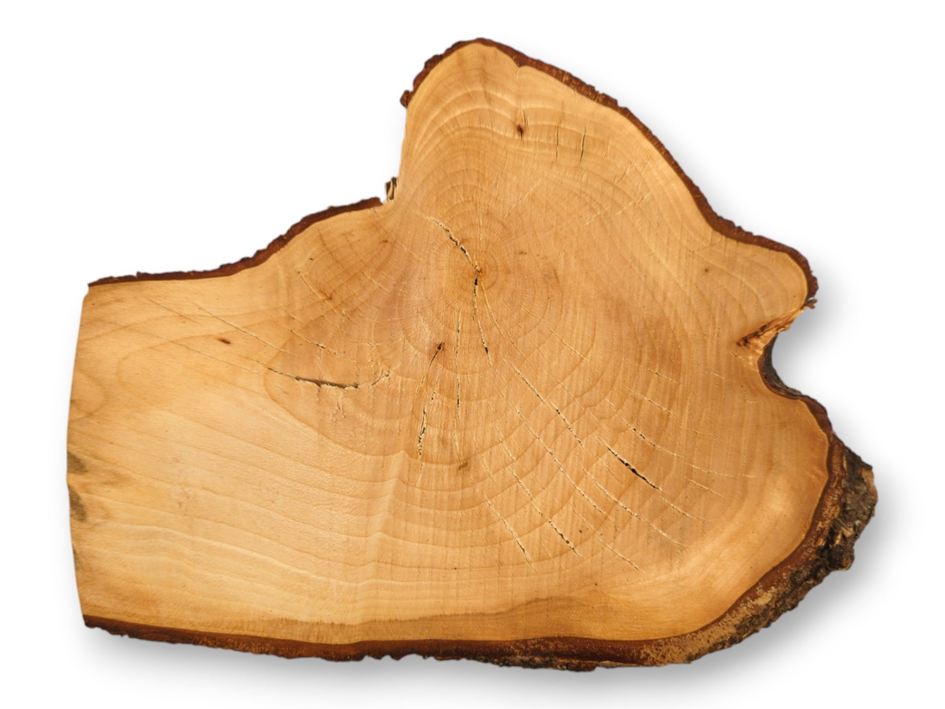 Linden/lime root wood slice, irregularly shaped, showing light brown grain, visible growth rings, and dark bark.