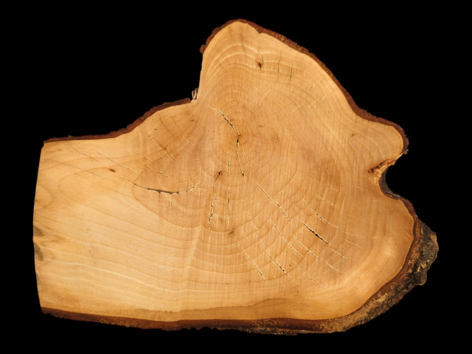 An untreated, sanded linden root wood slice with live edge bark, visible growth rings, and surface cracks.