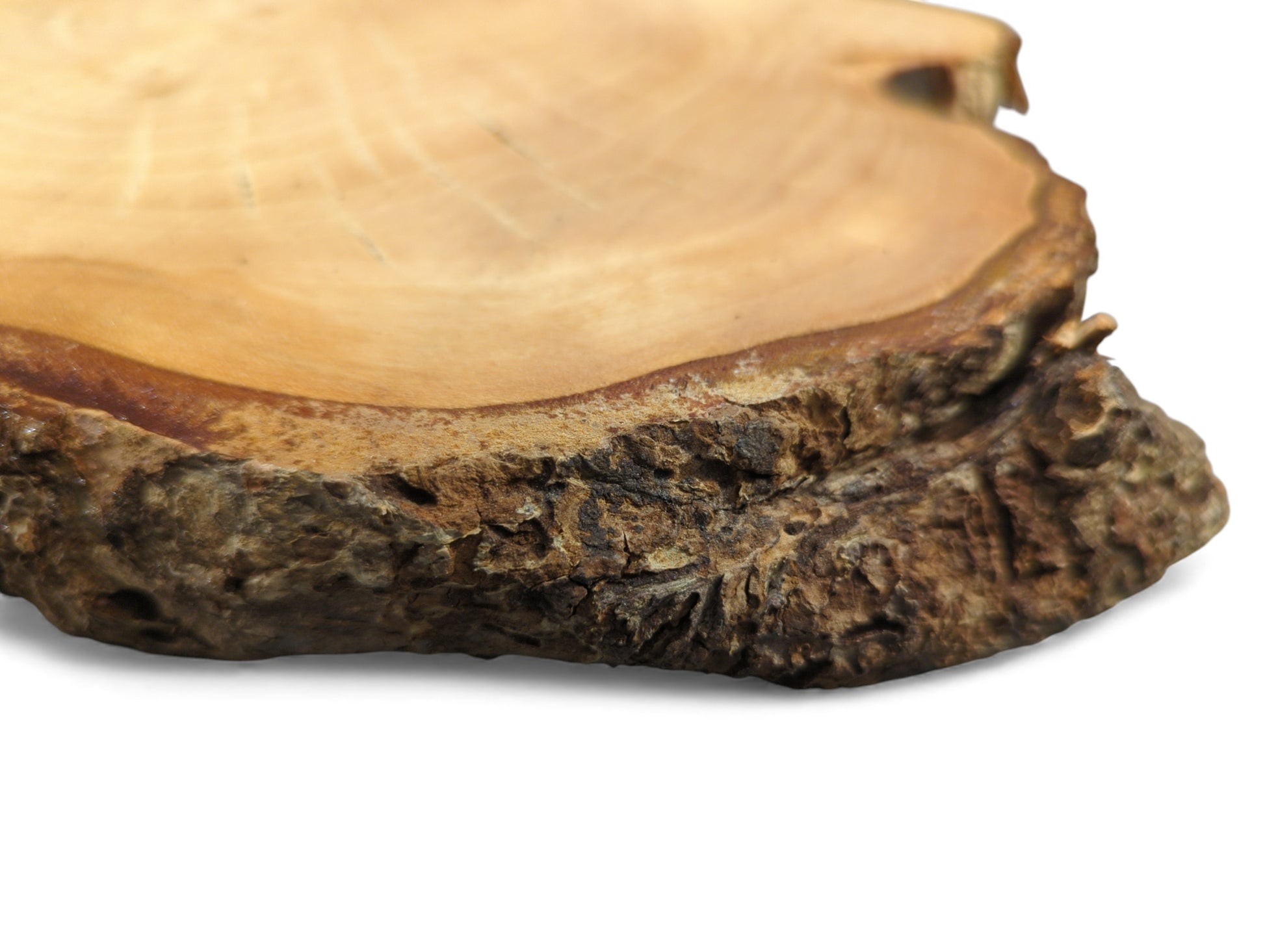 This natural linden root wood slice features a light brown sanded surface and dark, rough bark.