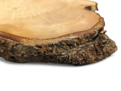 This natural linden root wood slice features a light brown sanded surface and dark, rough bark.