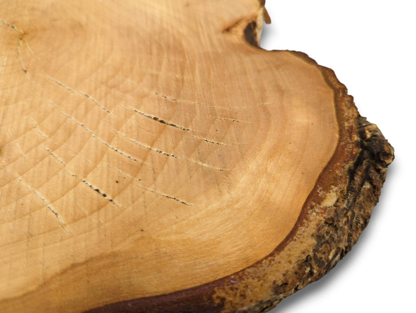 Sanded linden root wood slice, light brown, featuring growth rings, linear marks, and textured live edge bark.