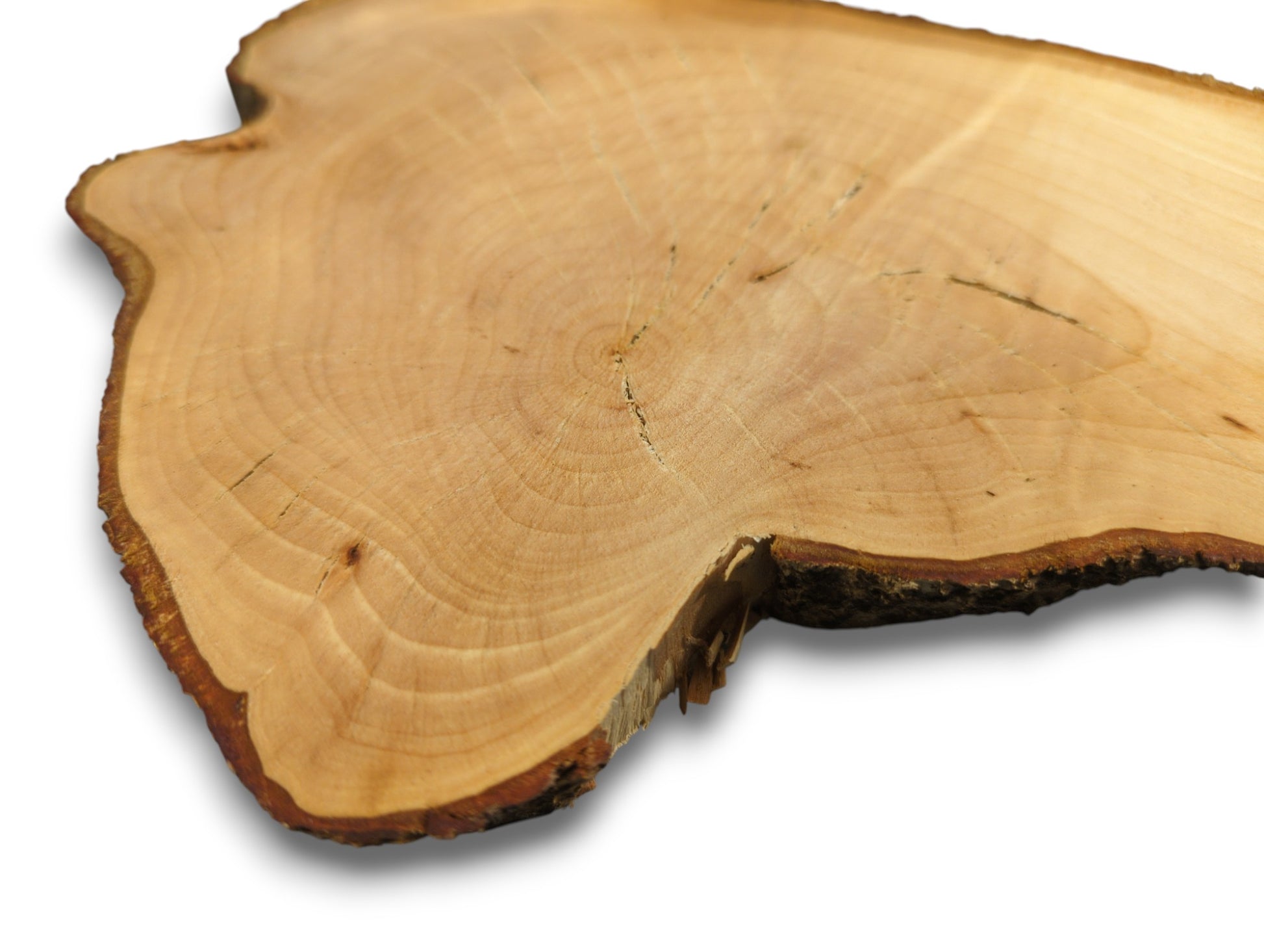 Linden root wood slice, sanded light brown, featuring concentric growth rings, cracks, and a dark textured live edge.