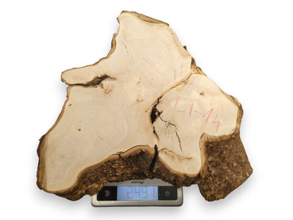 Pale linden/lime root wood slice with dark bark, marked LI-14, on a digital scale showing 2441.