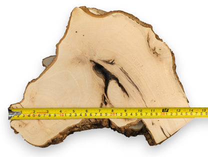 Irregularly shaped pale linden/lime wood slice with dark bark and central void, measured by yellow tape.