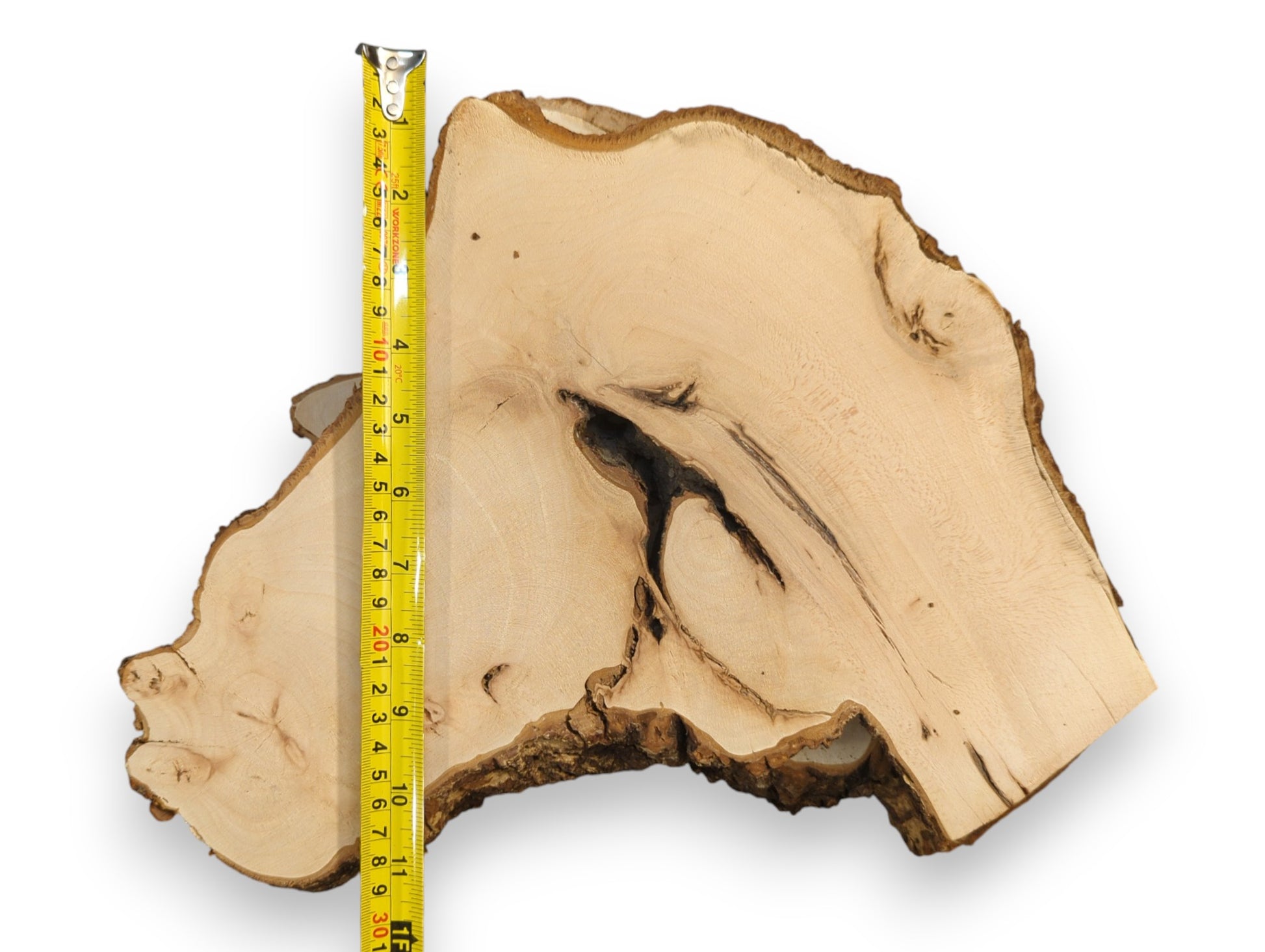 One irregularly shaped pale linden/lime wood slice with dark bark is measured by a yellow tape.