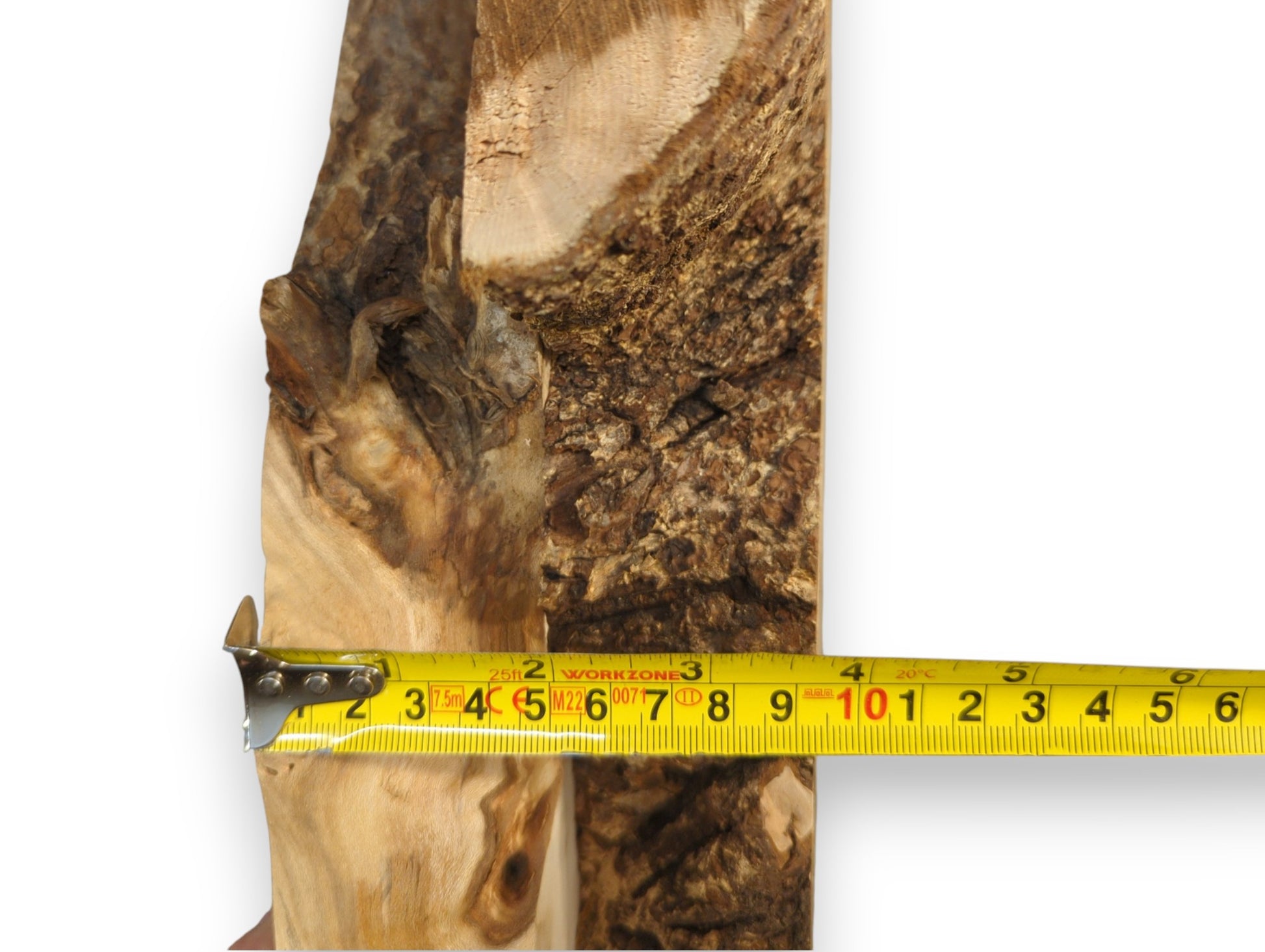 Yellow tape measures an irregularly shaped pale linden/lime root wood slice with dark bark.