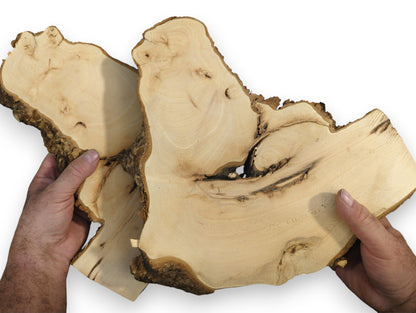 Hands presenting two irregularly shaped, pale, bookmatched linden/lime root wood slices with dark bark.