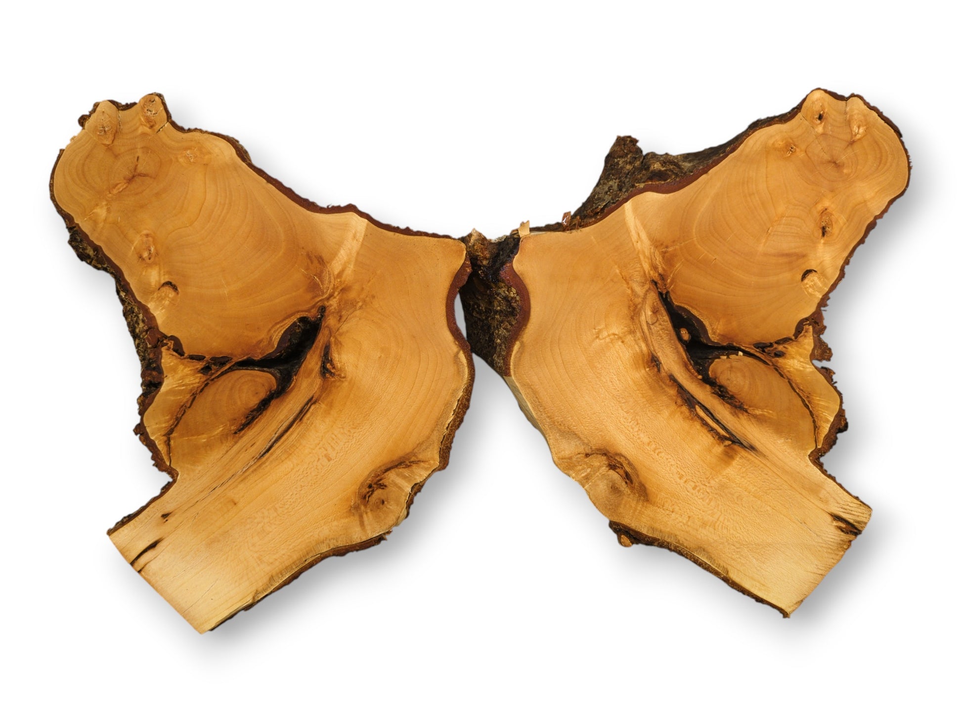 Two bookmatched linden/lime root wood slices, light brown with dark rough bark and prominent central voids.