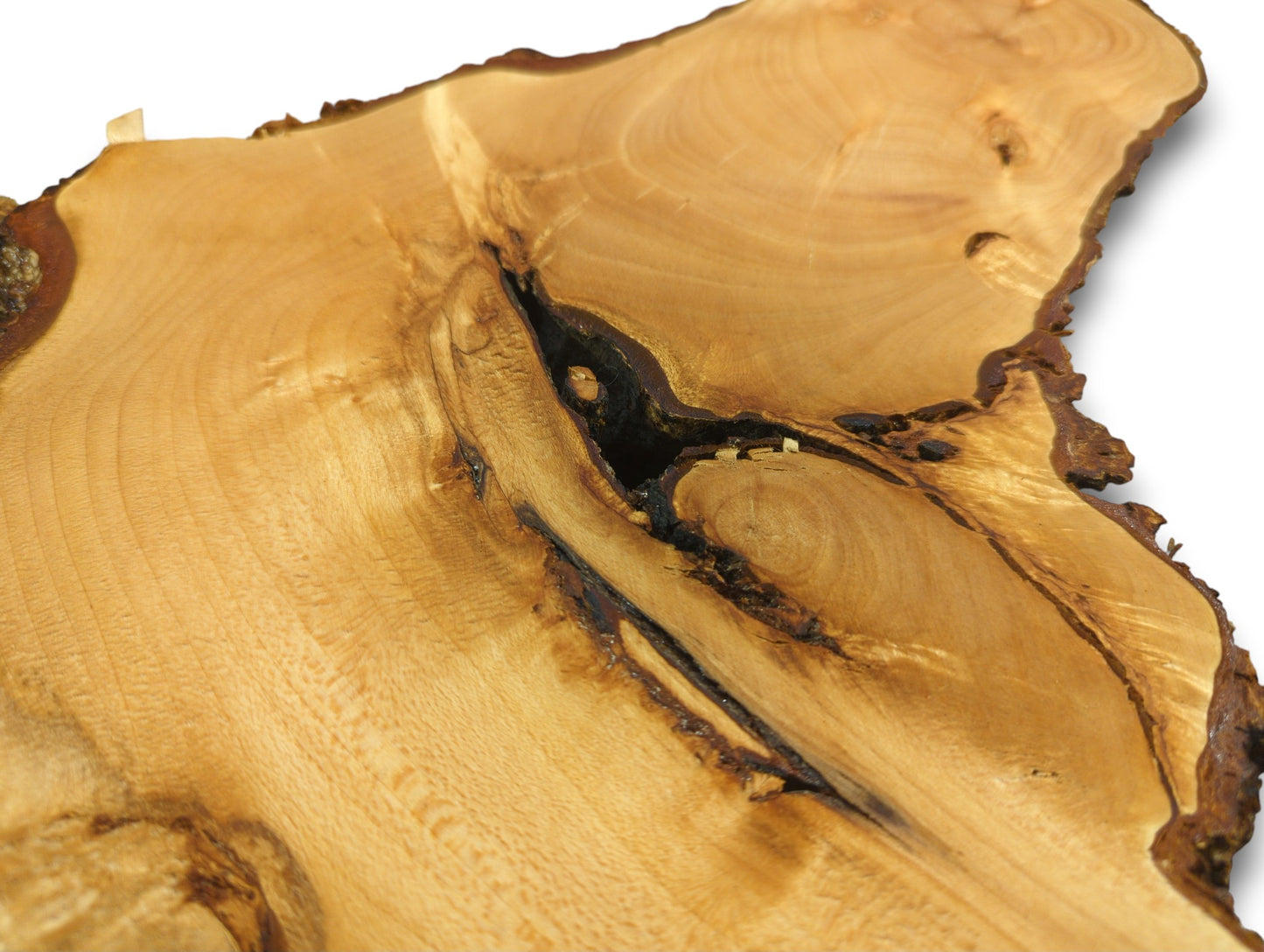 Light brown linden/lime root wood slice shows a smooth surface, dark bark, and large central void.