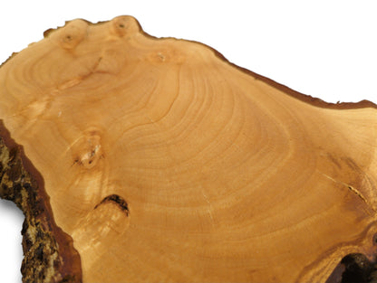 Close-up of a pale golden-brown, irregularly shaped linden/lime root wood slice with smooth grain and dark bark.