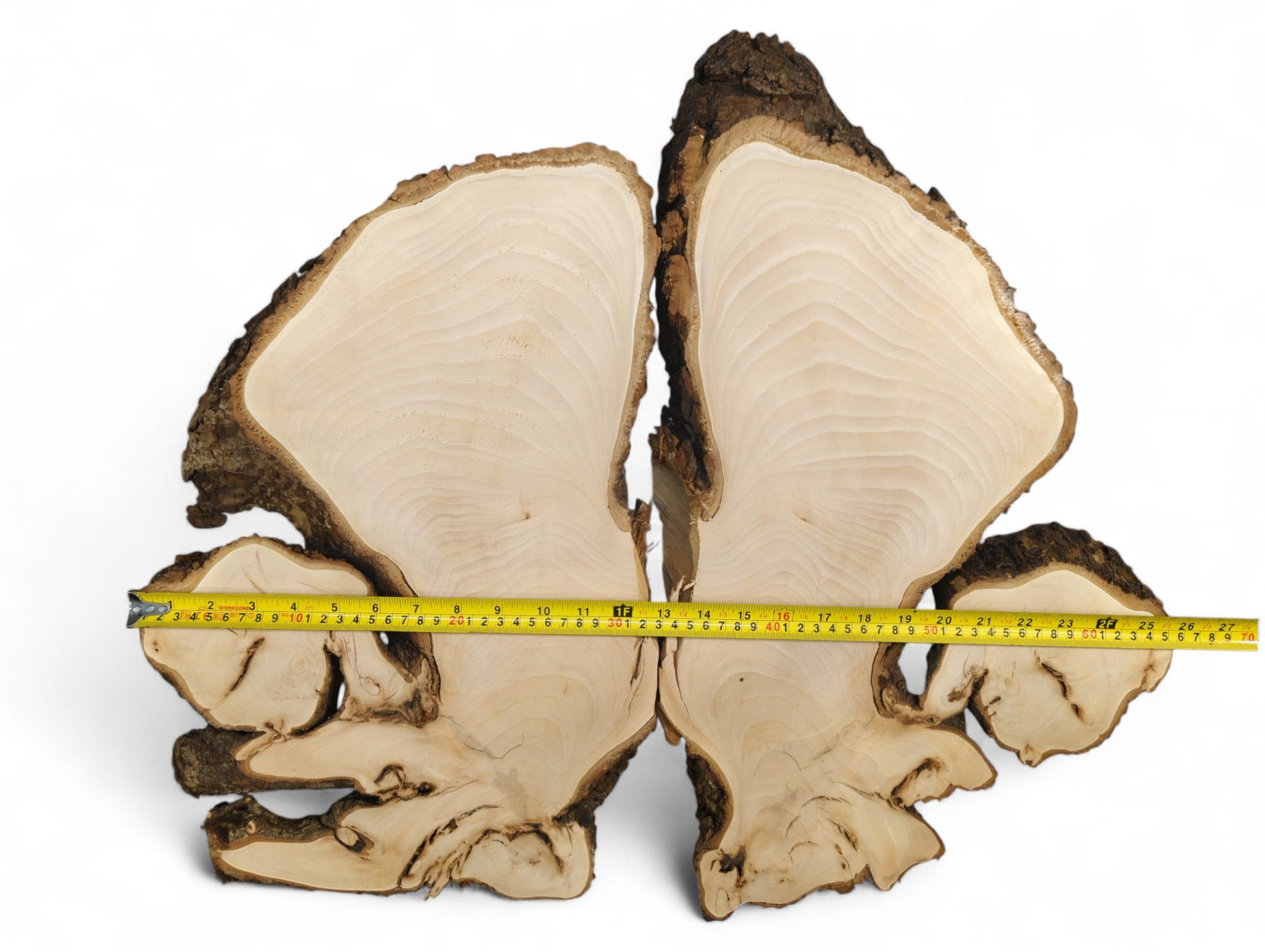 Pale, smooth, bookmatched linden root slices with irregular dark bark edges and a yellow measuring tape.