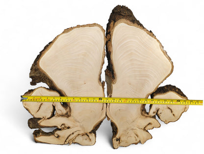 Pale, smooth, bookmatched linden root slices with irregular dark bark edges and a yellow measuring tape.