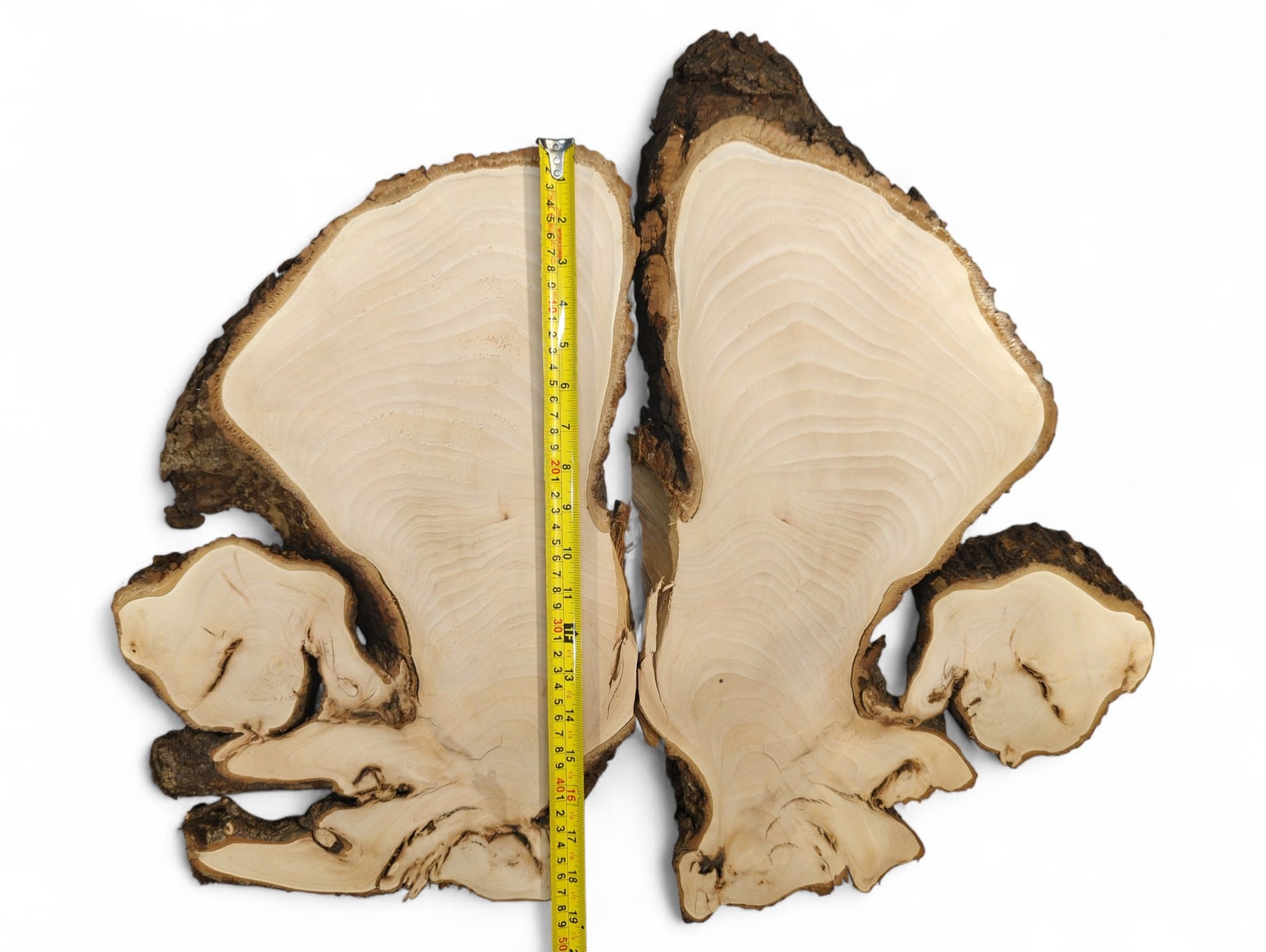 Bookmatched linden root slices display pale, smooth wood with dark, textured bark and a yellow measuring tape.