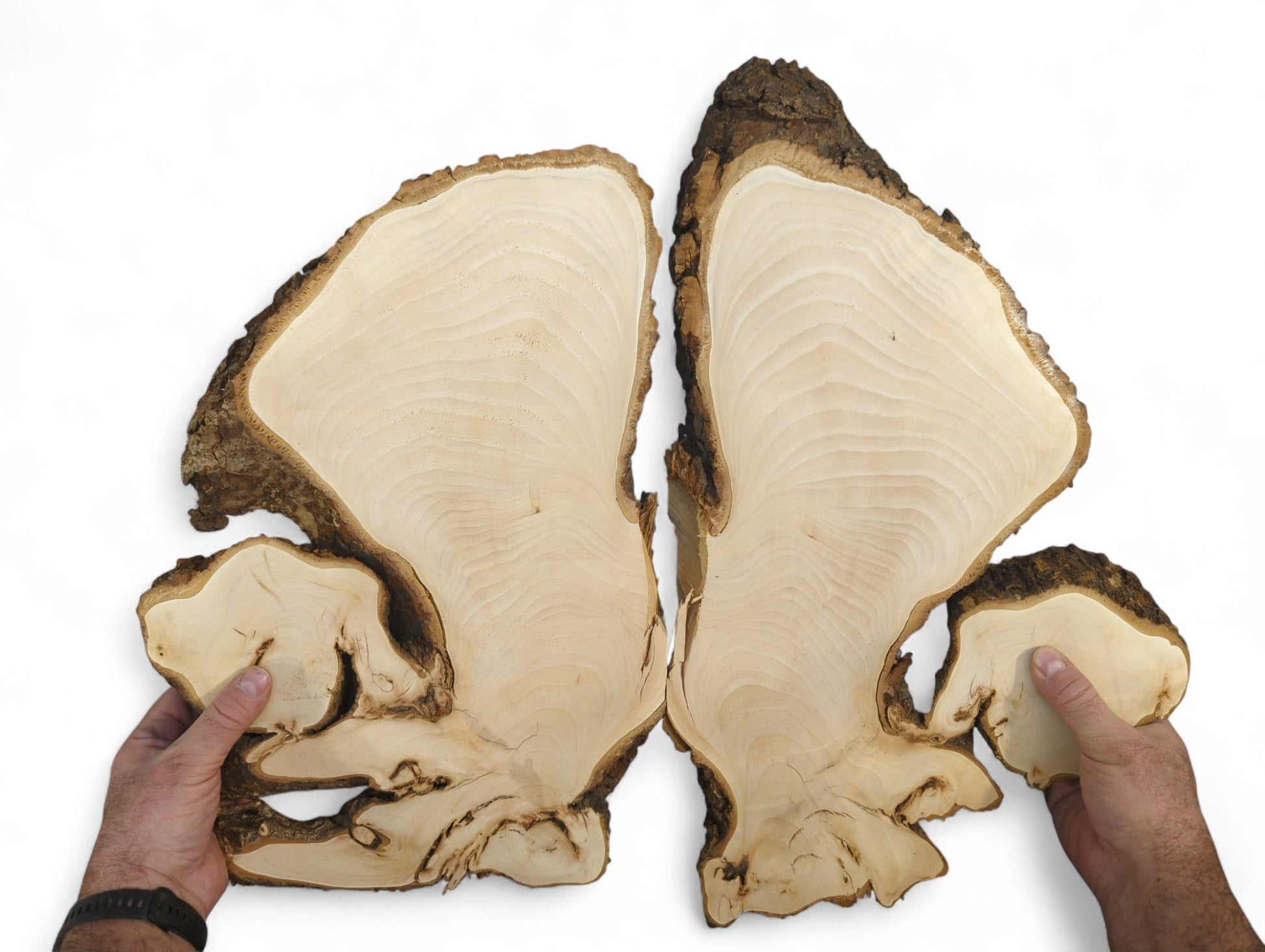 Hands present bookmatched linden root slices, showing pale wood grain and natural dark bark edges.
