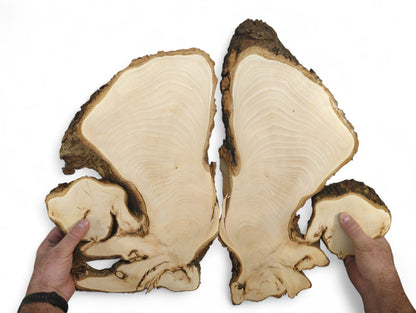 Hands present bookmatched linden root slices, showing pale wood grain and natural dark bark edges.