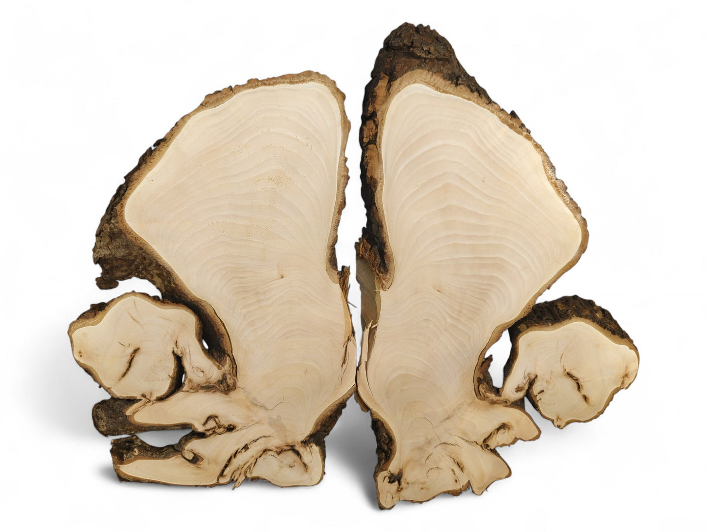 Light-toned, bookmatched linden root slices display smooth grain and dark, natural, irregular bark.