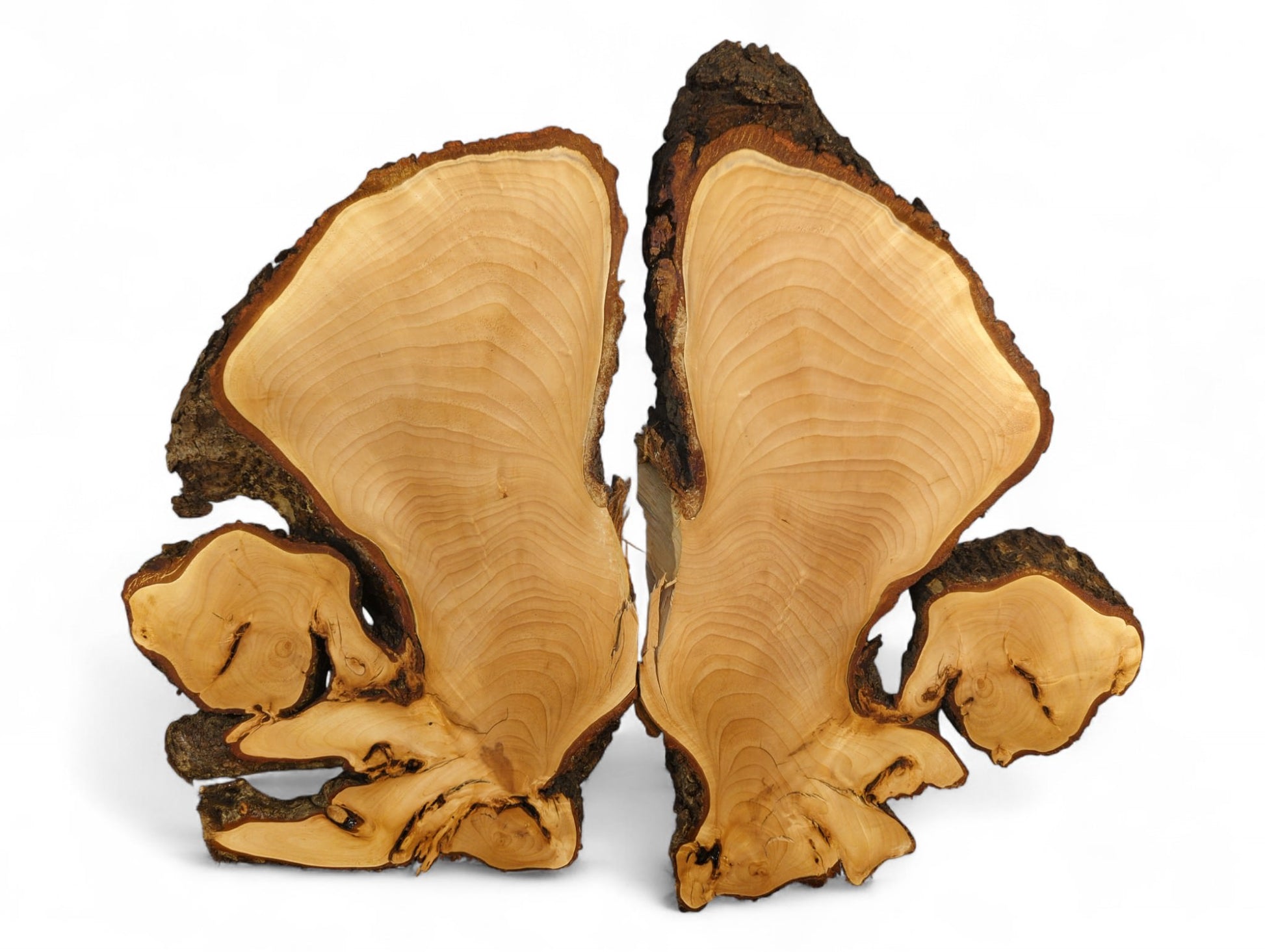 A pair of bookmatched linden root slices reveals pale, smooth wood with grain and dark, irregular bark.