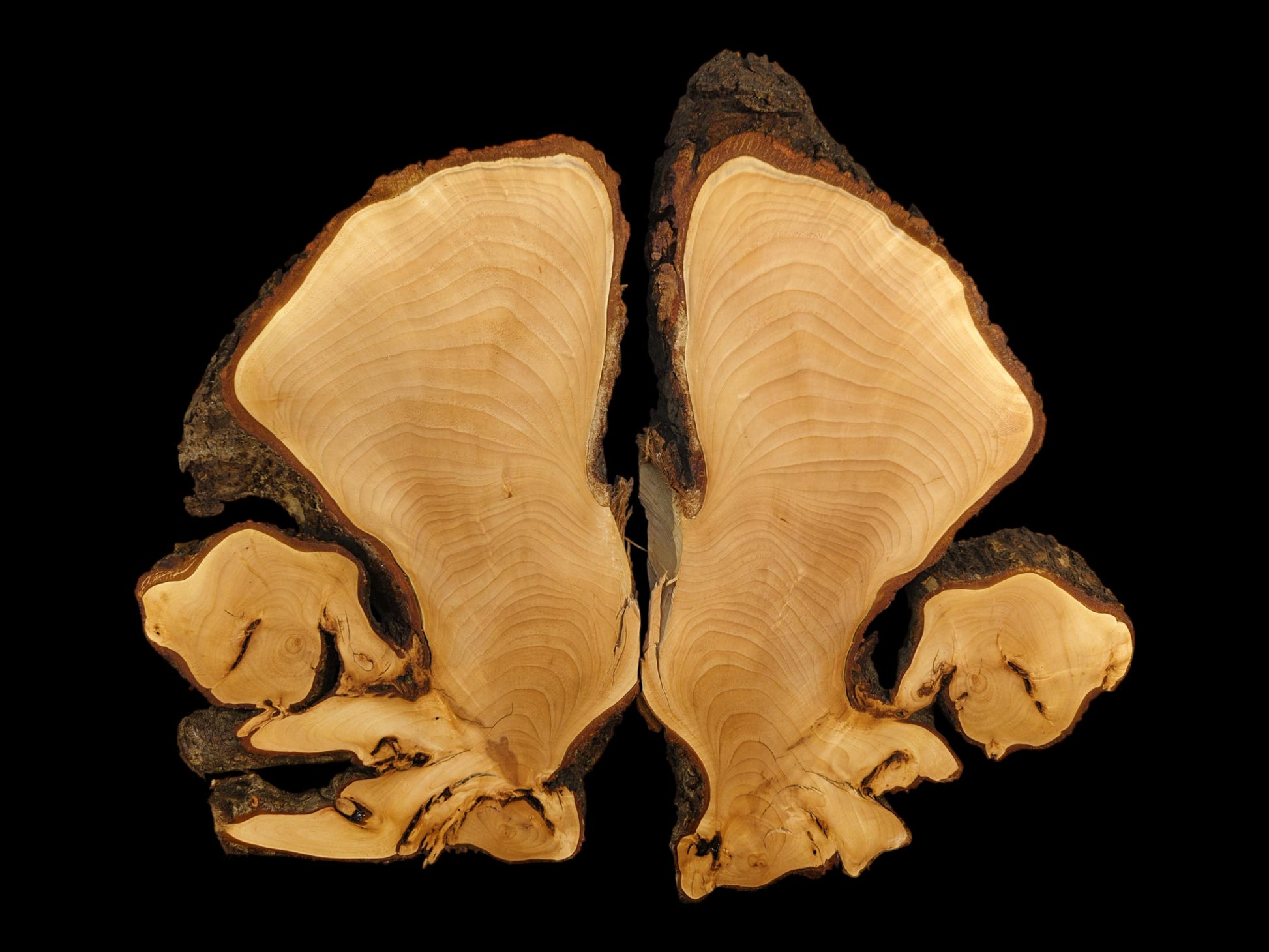 Two pale linden root slices with visible grain and dark bark edges, bookmatched against a black background.