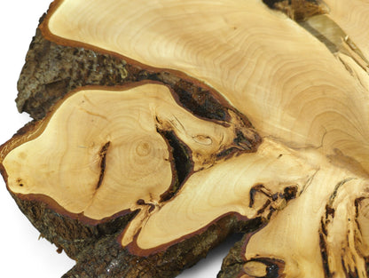 Large, irregular linden root slice with smooth pale wood grain and textured, dark brown bark.
