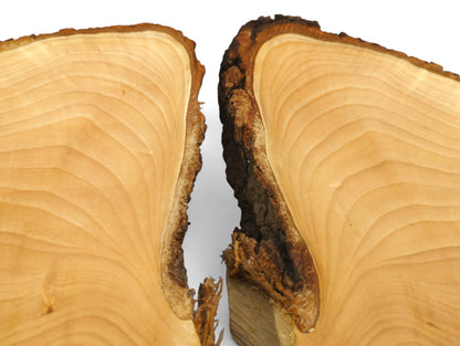 Smooth, pale linden root slices, bookmatched, reveal distinct growth rings and rough, dark brown bark.