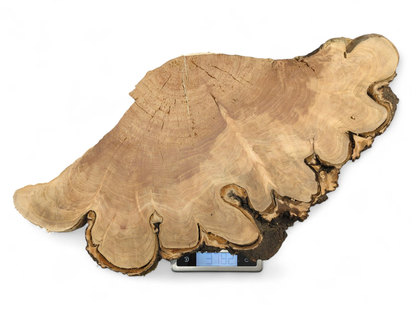Irregular light brown cherry wood endgrain slab with dark bark rests on a digital scale displaying 3.182.