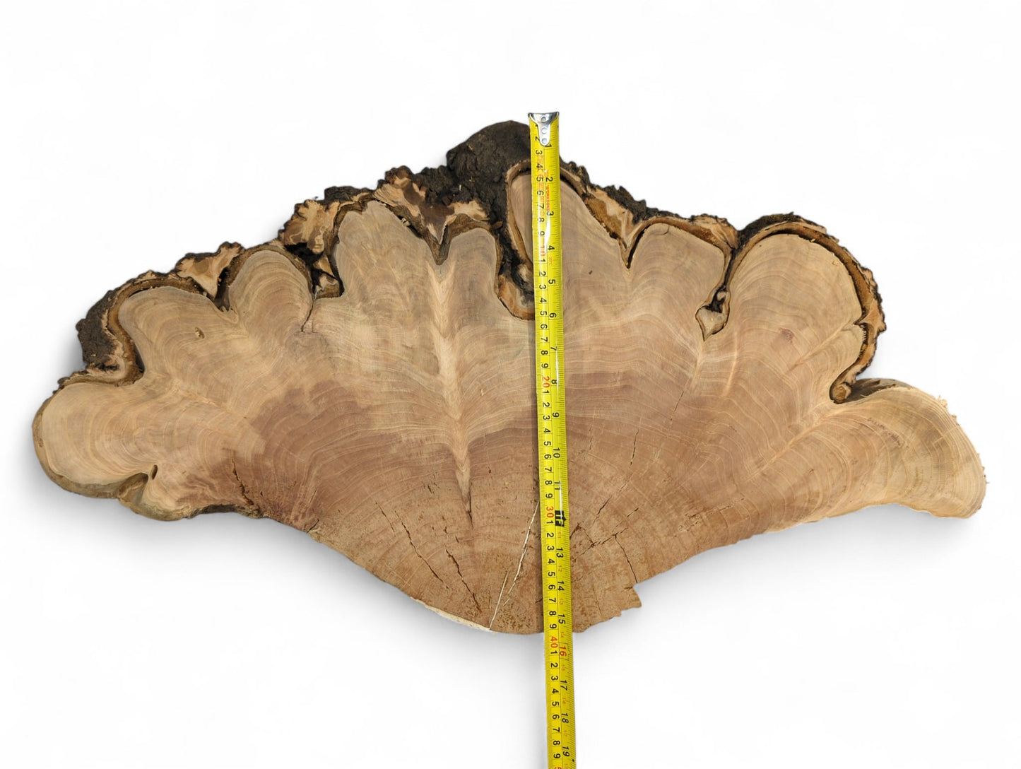 Lobed cherry endgrain wood slice with distinct growth rings, dark bark, and a vertical yellow measuring tape.