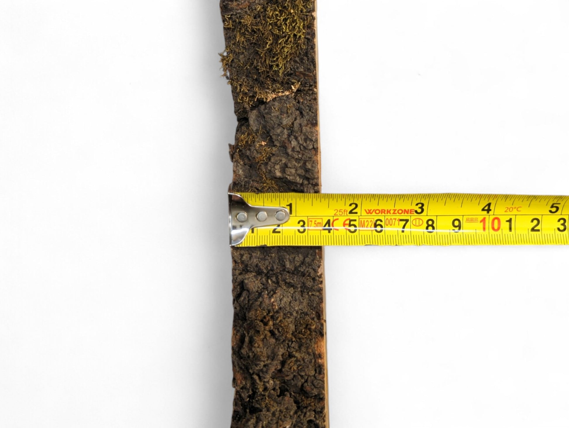 Vertical cherry wood slice with dark, mossy bark measured by a yellow tape on white background.