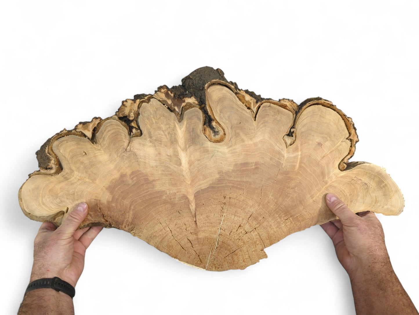 Hands hold a light brown, irregular cherry endgrain wood cookie with a dark, textured live edge.