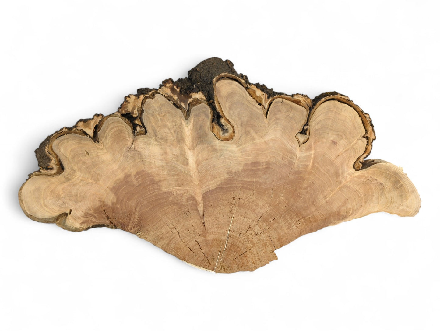 Fan-shaped cherry wood endgrain slice with light brown tones, growth rings, cracks, and dark live bark.