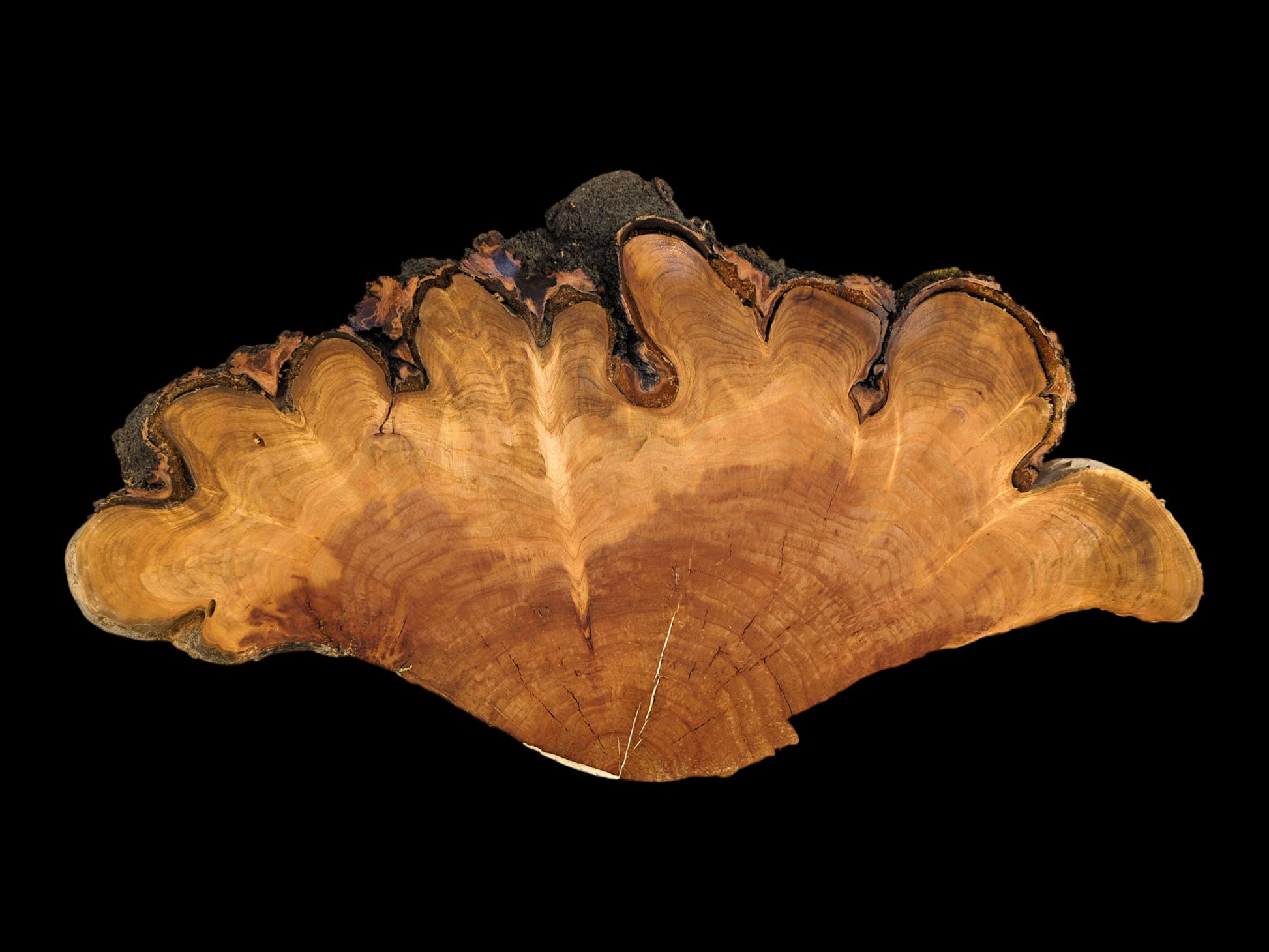 Light brown cherry endgrain wood cookie with a wavy top edge and dark bark, against black.