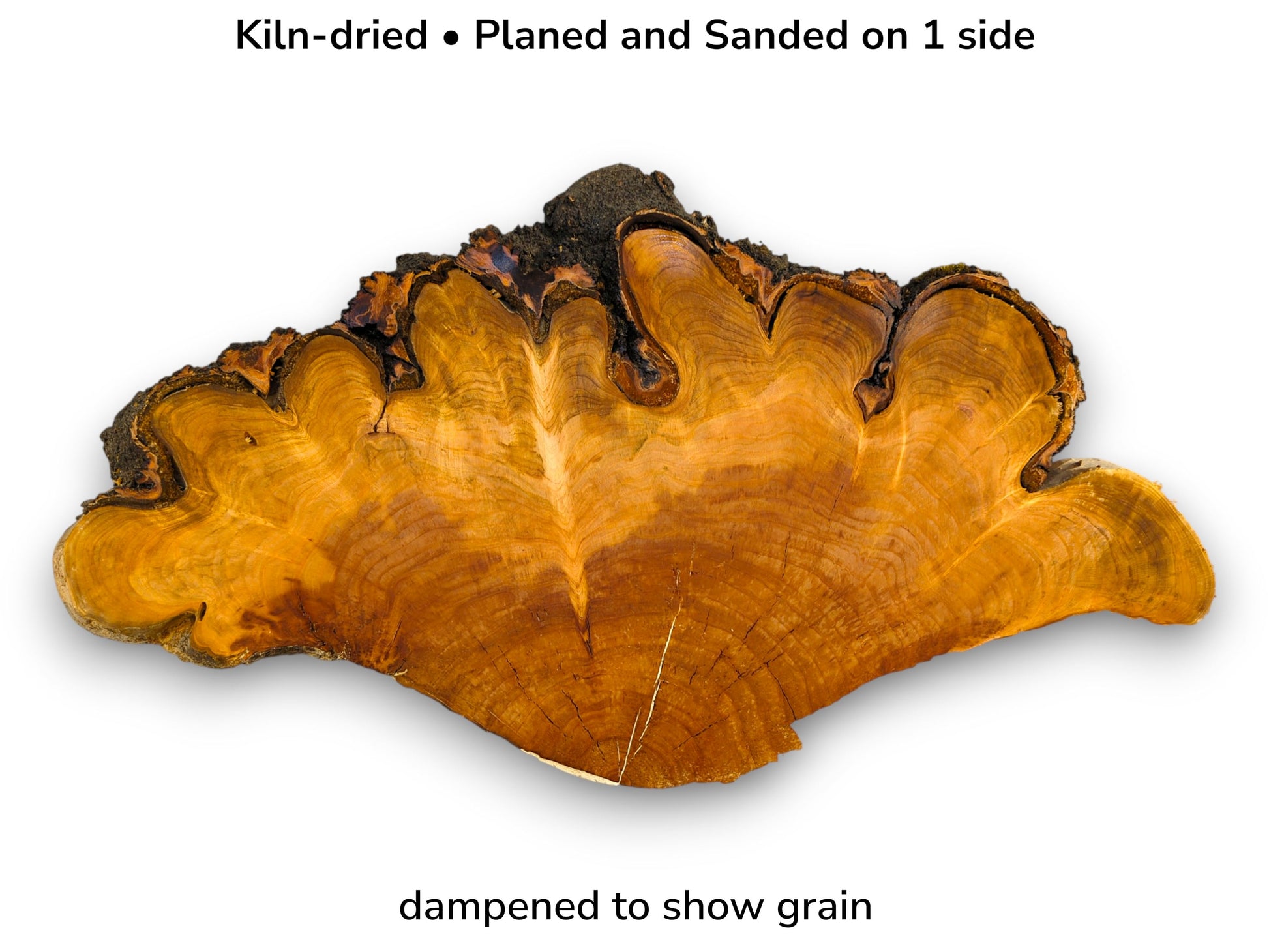 A fan-shaped cherry timber piece with a deeply scalloped live edge and rich, amber-toned grain.