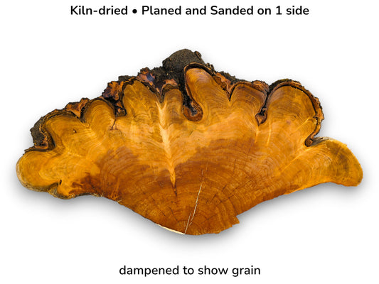 A fan-shaped cherry timber piece with a deeply scalloped live edge and rich, amber-toned grain.