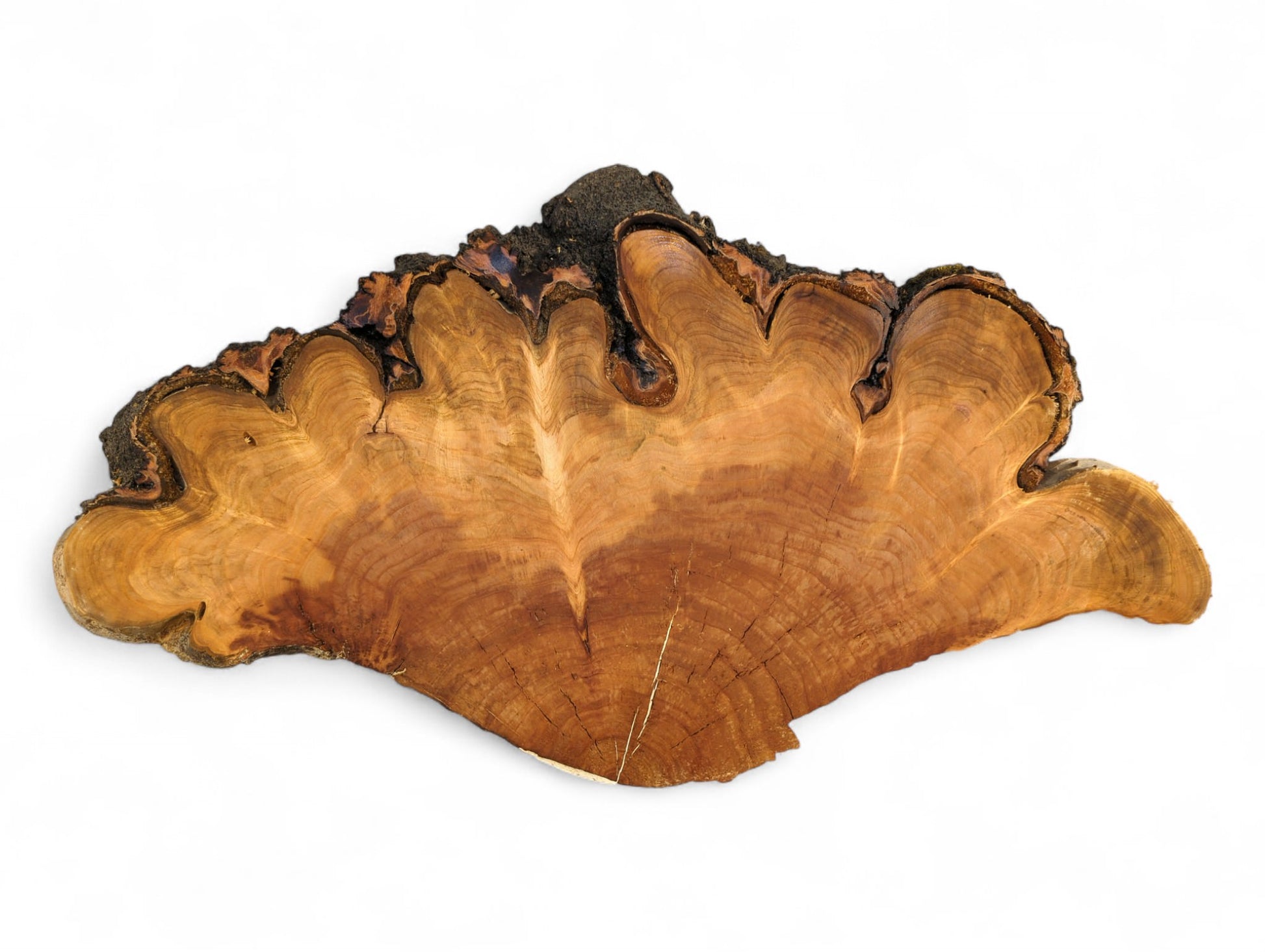 Cherry wood endgrain slice features a wavy live bark edge, light brown tones, and visible growth rings.